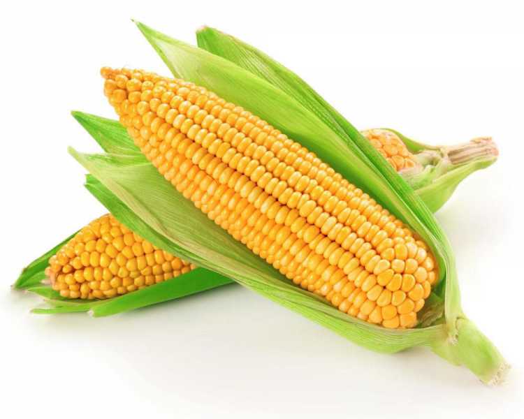 玉米价格最新行情走势