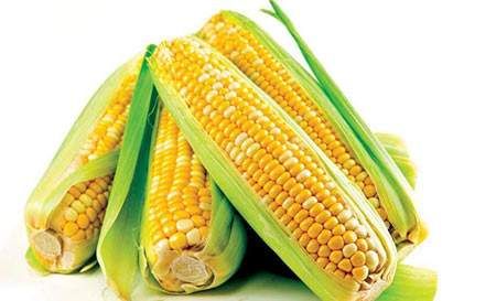 玉米价格最新行情
