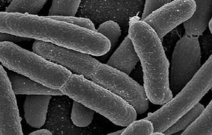 细菌存储DNA基因信息